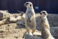 Suricata standing on a guard. Curious meerkat Royalty Free Stock Photo