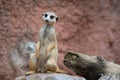 Suricata standing on a guard. Curious meerkat Suricata suricatta