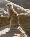 Suricata standing on rock Royalty Free Stock Photo