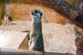 Suricata standing and watching around in zoo.