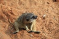 Suricata suricatta