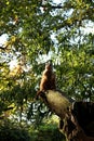 A Suricata Suricatta acts as a lookout on a tree trunk