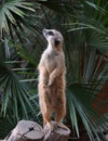 Suricata suricatta