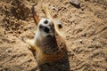 Suricata (Suricatta Meercat) Royalty Free Stock Photo