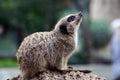 Suricata suricatta Royalty Free Stock Photo