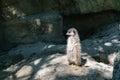 Suricata suricatta, meerkat lookout for predators