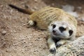 The Suricata suricatta or meerkat is sit down and rest on sand floor