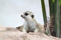 The Suricata suricatta or meerkat sit down and rest on sand garden