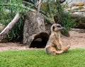 Suricata suricatta meerkat sitting on the grass thinking about life