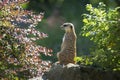 Suricata suricatta - a meerkat sitting with its back on a stone between two bushes. He has his head turned to the left and looks Royalty Free Stock Photo