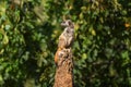 Suricata suricatta - A meerkat sitting on a narrow long trunk and guarding the trunk against danger. Beautiful bokeh