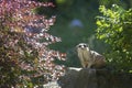 Suricata suricatta - A meerkat sitting on a stone between two deciduous shrubs and watching what is happening around it. Beautiful Royalty Free Stock Photo