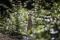 Suricata suricatta - Meerkat standing on a stone between green, deciduous shrubs and watching what is happening around it. Royalty Free Stock Photo
