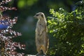 Suricata suricatta - Meerkat standing on a stone between two low bushes. He stands and patrols in beautiful backlight