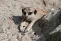 Suricata suricatta or Meerkat suricate. Royalty Free Stock Photo