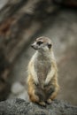 Suricata suricatta Royalty Free Stock Photo