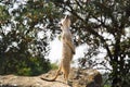 Suricata Suricatta. Meerkat in a Zoo