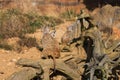 Suricata suricatta - three Meerkats sitting on a tree trunk looking back at other dangers Royalty Free Stock Photo