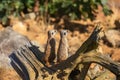 Suricata suricatta - two meerkats sitting on a trunk and guarding other meerkats from danger