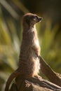 Suricata on a tree trunk