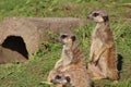 Suricatas (meerkats) looking around with vigilance Royalty Free Stock Photo