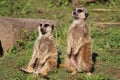 Suricatas (meerkats) looking around with vigilance Royalty Free Stock Photo