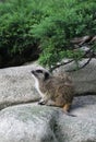 Suricate