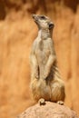 Suricate Royalty Free Stock Photo