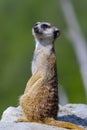 Suricate