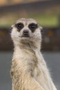 SURICATE