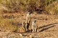 Suricate desert animal namibia africa