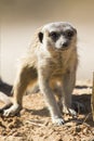 Suricate digging for food in sandy soil of the Kalahari Royalty Free Stock Photo