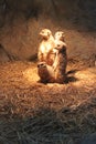 Suricate family Royalty Free Stock Photo