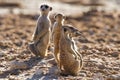 Suricate family standing in the early morning sun looking for po Royalty Free Stock Photo