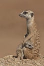 Suricate female with pup Royalty Free Stock Photo