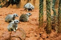 Suricate, Group of Meerkat in desert national park