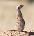 Suricate keeps a lookout at its den in sandy soil of the Kalahari