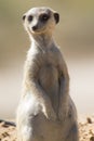 Suricate keeps a lookout at its den in sandy soil of the Kalahari