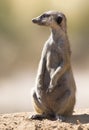 Suricate keeps a lookout at its den in sandy soil of the Kalahari