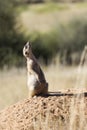 Suricate keeps a lookout at its den in sandy soil of the Kalahari