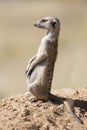 Suricate keeps a lookout at its den in sandy soil of the Kalahari