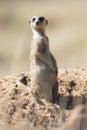 Suricate keeps a lookout at its den in sandy soil of the Kalahari