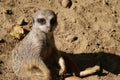 A suricate looking at the camera.