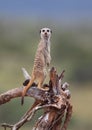 Suricate lookout