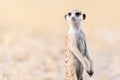 Suricate on lookout