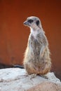 Suricate or meerkat