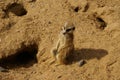 Suricate (meerkat)