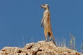 Suricate (meerkat) Royalty Free Stock Photo