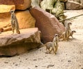 Suricate or meerkat family on the warm sand