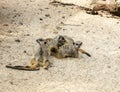 Suricate or meerkat family on the warm sand